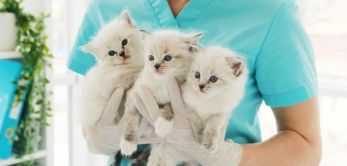 Внутренние незаразные болезни домашних животных